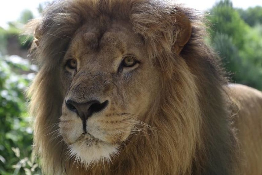 Gdańsk. Lew Moco z oliwskiego zoo nie żyje. Chorował na posocznicę [WIDEO, ZDJĘCIA] 