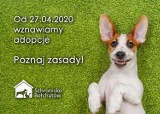 Wznowione adopcje. Wybierz pupila. Nowe zasady. Umów się telefonicznie