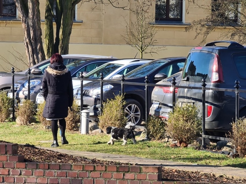 Toruń. Psie kupy problemem w mieście. Jak zmusić właścicieli czworonogów do sprzątania?