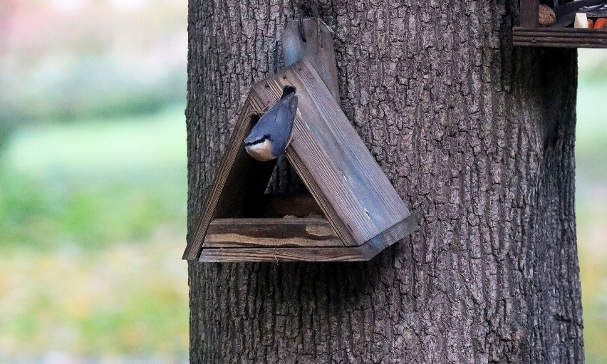 Kowalik jest to jedyny ptak w Polsce i Europie który chodzi po drzewie dziobem do dołu.