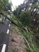 Potężna gałąź spadła na samochód na drodze nr 235 Korne - Lipusz. To cud, że nikomu nic się nie stało