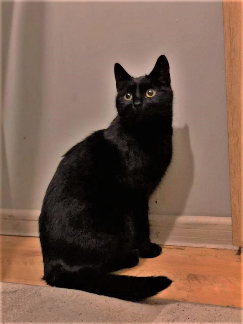 W Złotowie znaleziono czarną kotkę. Kto na nią czeka?