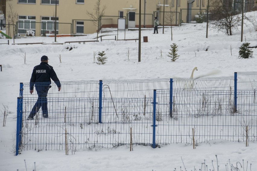 Łabędź kroczył ruchliwą ulicą w centrum Buska. Do akcji wkroczyła policja 