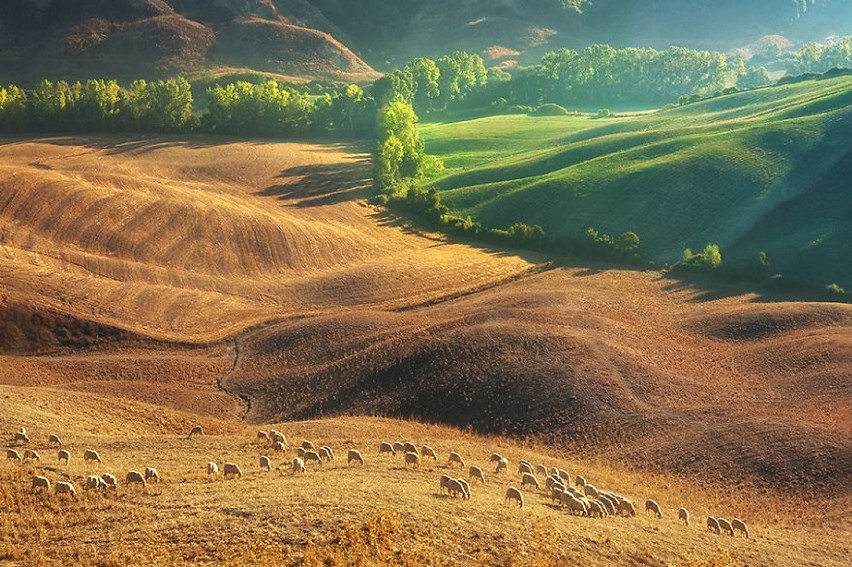 Malownicza Toskania z owcami w roli głównej