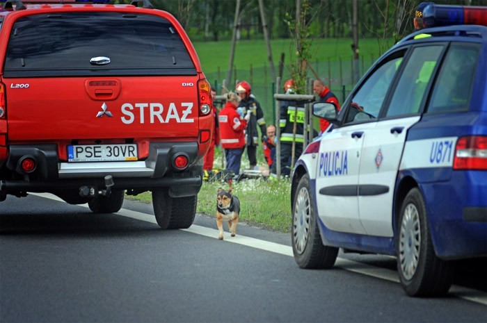 Wypadek na obwodnicy - szukamy Rabusia psa zmarłego mężczyzny