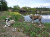 Zwierzęta w tarapatach - animal patrol w akcji ZDJĘCIA