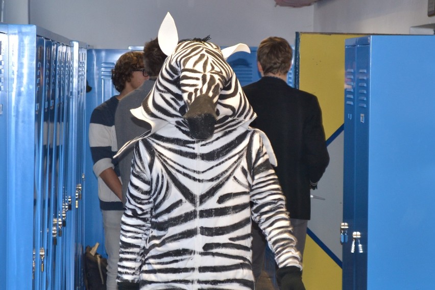 Zebra w "Staszicu". Uczniowie będą się opiekować zwierzęciem z ZOO [ZDJĘCIA]