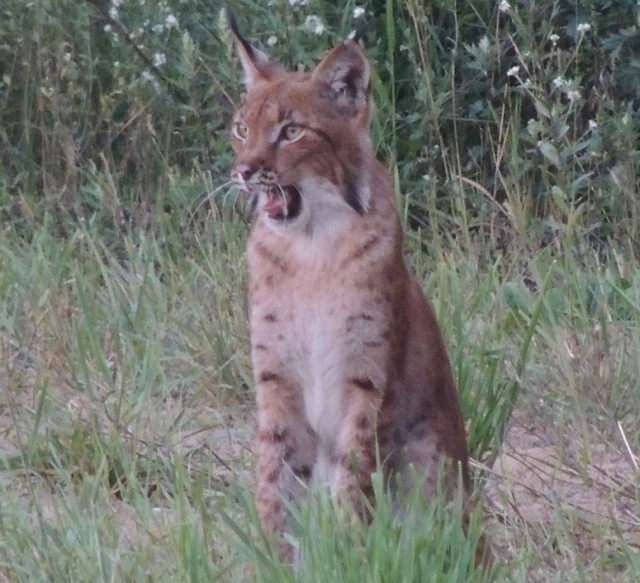 Oddalony o zaledwie 50 metrów od człowieka, ryś nie przeszkadzał sobie w polowaniu na zająca. Sfotografował go leśnik