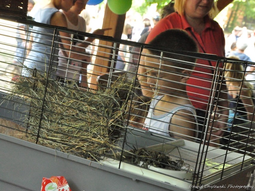 Piknik Przyjaciół Schroniska dla Bezdomnych Zwierząt na Barbarce [Zdjęcia]