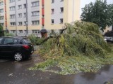 Gwałtowna burza nad Częstochową. Wichura wyrywała drzewa na Tysiącleciu, zobacz zdjęcia