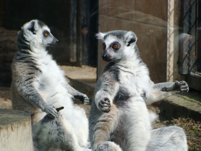 Warszawskie zoo przygotowane na upały