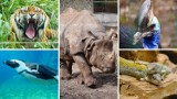 Zobacz, jakie fascynujące zwierzęta można spotkać we wrocławskim zoo [ZDJĘCIA, FILMY]