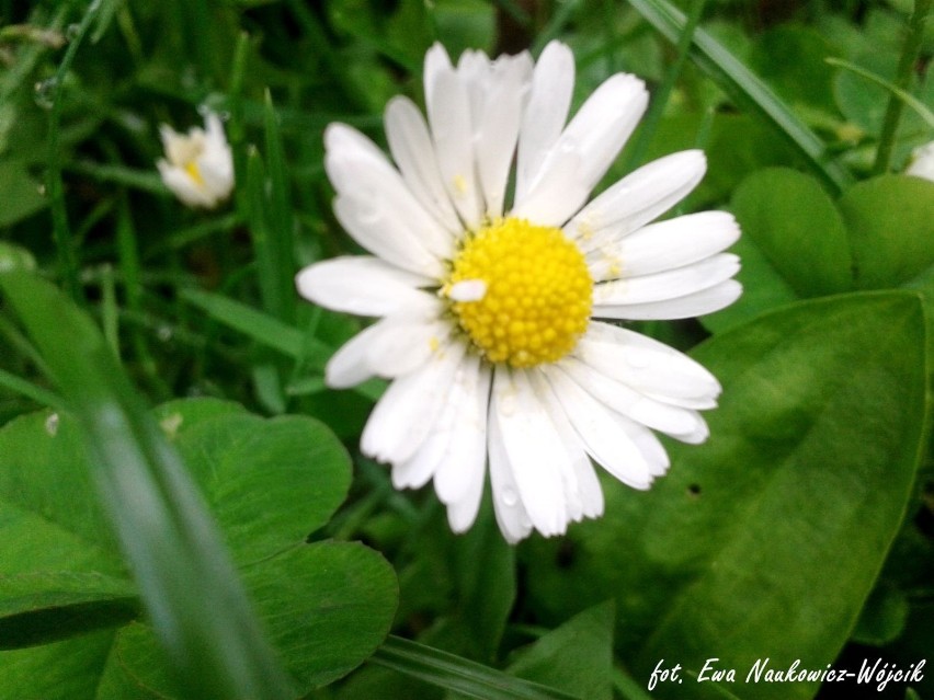 "Polny rumianek, mały kwiatuszek co leczy i serce i duszę......