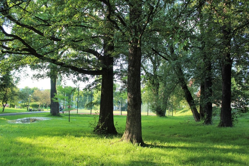 Tak jeszcze niedawno, przed wycinką drzew było w parku Sowińskiego. Pamiętacie? [ZDJĘCIA]