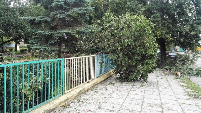 Skutki nawałnic w Gnieźnie - połamane drzewa można wziąć na opał