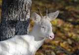 Koziołek albinos szuka nowego domu [FOTO, WIDEO]