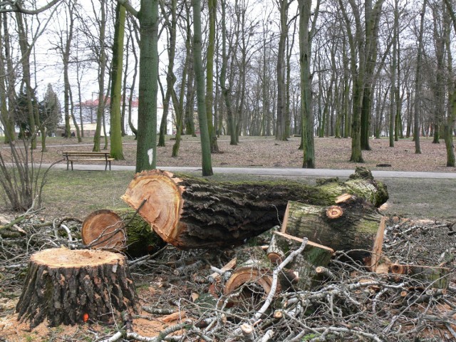 Od wycinki kolejnych drzew rozpoczęły się przygotowania do drugiego etapu rewitalizacji Parku Miejskiego w Sandomierzu.