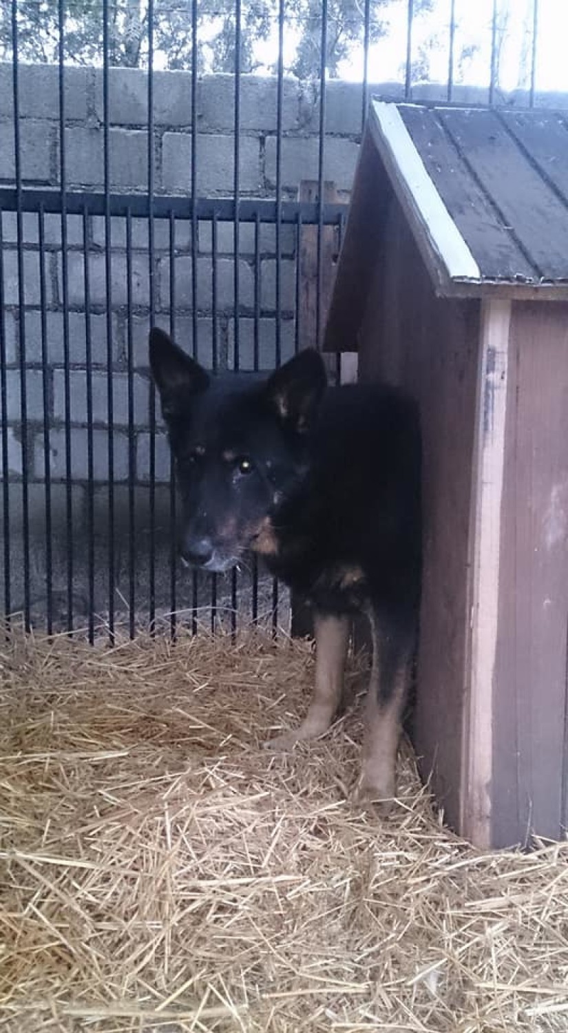 Azor przebywa w przytulisku dla zwierząt w Czerminie i czeka na nowy dom