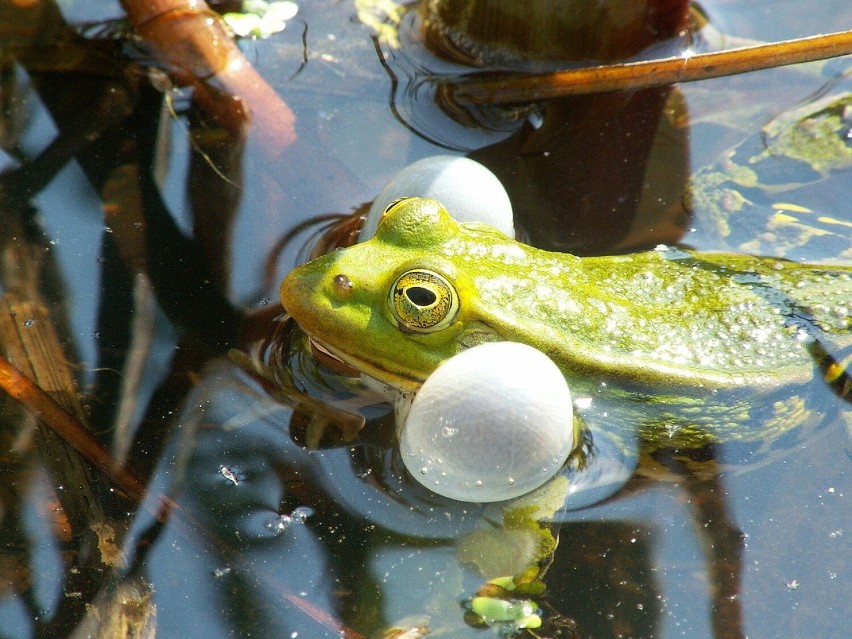 Żaby jeziorkowe są podobne do śmieszek. Również one...