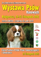 Wystawa psów rasowych na stadionie Zawiszy już od 24 listopada