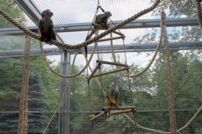 Śląskie zoo może pochwalić się nowymi pawilonami