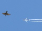 Samoloty nad Lubelszczyzną: Zachęcamy Was do podglądania i fotografowania