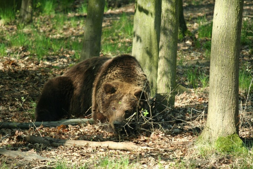 Smutny czas w zoo w Poznaniu. W sobotę zmarli niedźwiedź...