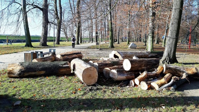 Drzewo wycięte w Parku Nadodrzańskim w Opolu