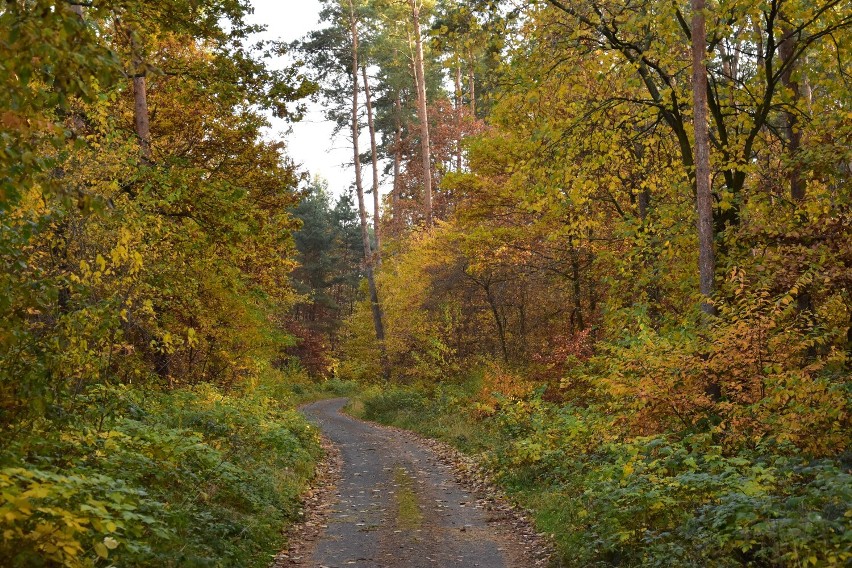 Tak wygląda jesień w Wenecji koło Żnina.