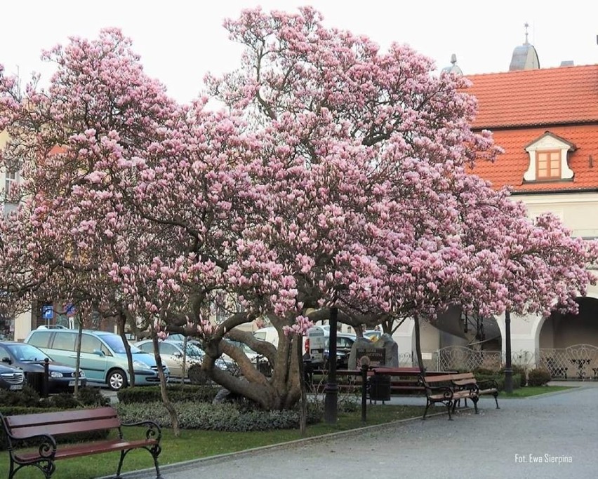 Magnolia na kluczborskim rynku.