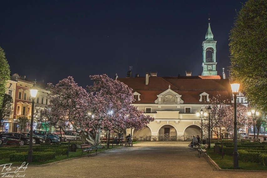 Magnolia na kluczborskim rynku.