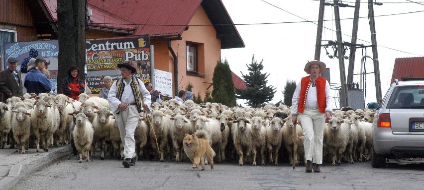 W Koniakowie górale wyprowadzili owce na hale! [ZDJĘCIA]