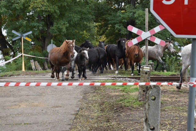 Konieczna była akcja strażaków, aby przetransportować konie z zalanych łąk koło Połupina na ląd.