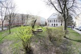 Wycinki w Lublinie. Na placu Krąpca zostawią 9 z 20 rosnących tam drzew