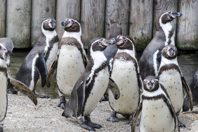 Pingwiny Humboldta (Spheniscus humboldti), nazywane również pingwinami peruwiańskimi, w naturalnym środowisku występują na wybrzeżach Peru i Chile.