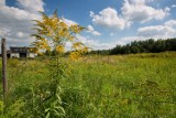 Plany ochronią zieleń, ale gmina będzie musiała za to słono zapłacić