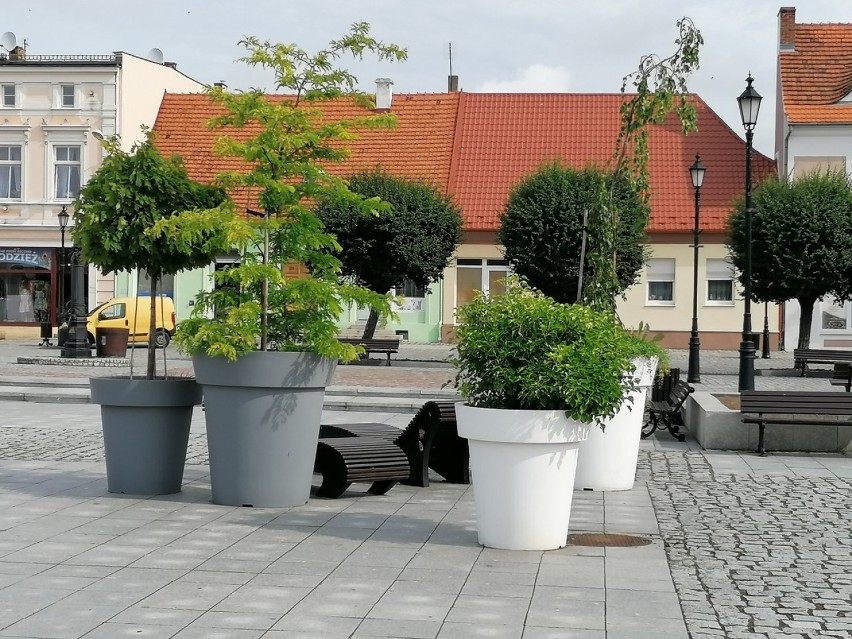 Gostyń. Robią, co mogą, aby nacieszyć oczy mieszkańców. Do miejskiej zielni podchodzą odpowiedzialnie i ekologicznie [ZDJĘCIA] 