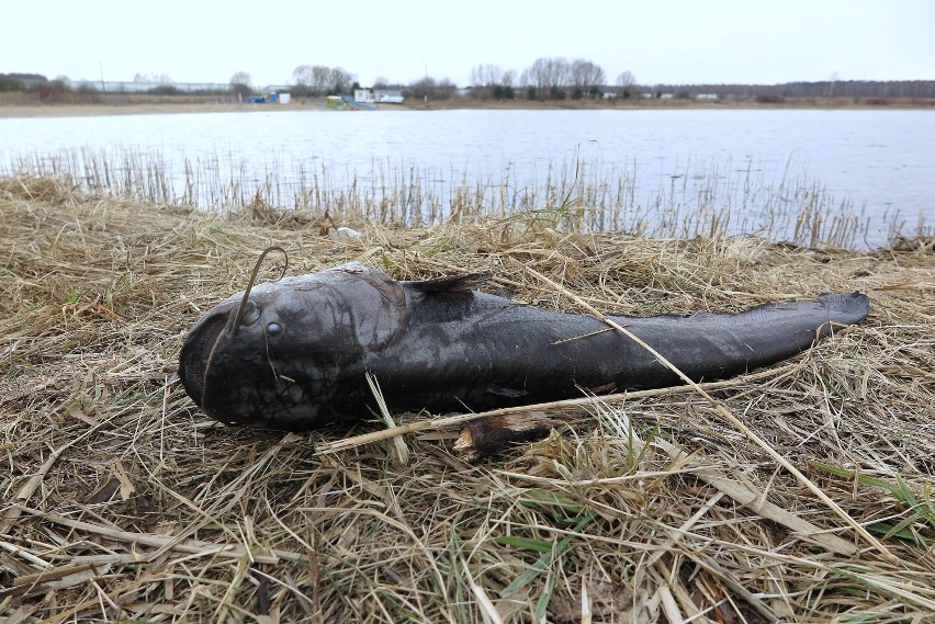 Śnięte ryby na Słoneczku w Piotrkowie. Już po raz kolejny w...