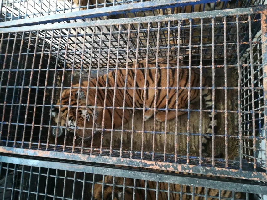 Człuchów. Dwa ocalone tygrysy z transportu znalazły już schronienie i opiekę w zoo w Canpolu [WIDEO]