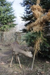 Pożegnaj zimę w ZOO w Myślęcinku