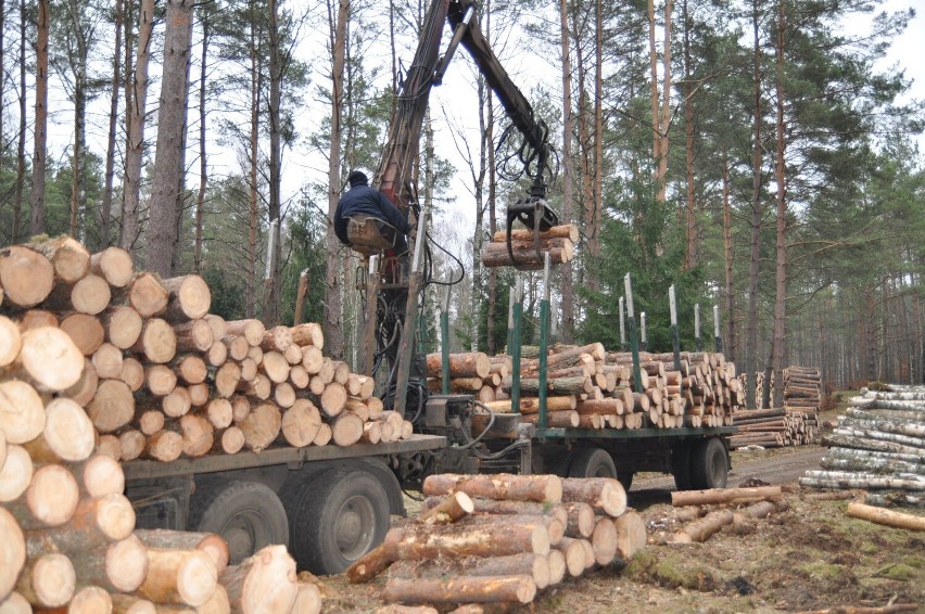 Drewno z lasu można kupić już przygotowane lub pozyskać je...