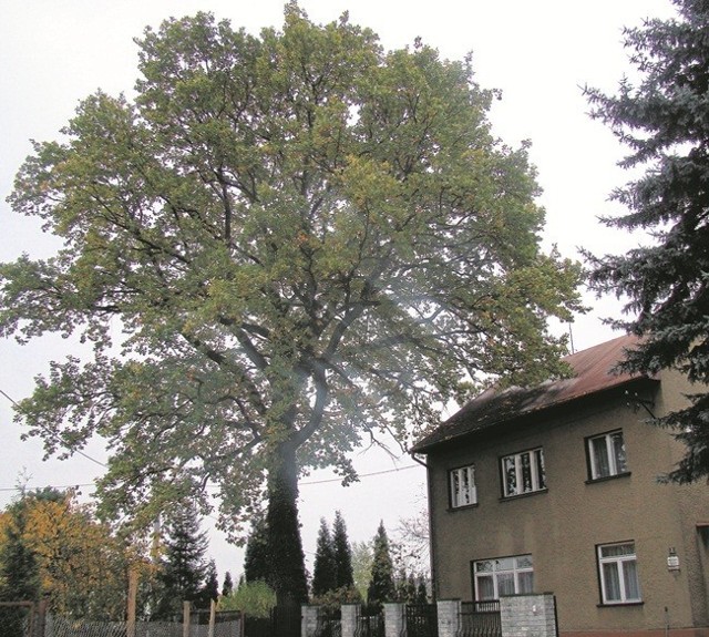 Stuletni dąb przy ul. Łukowej wyraźnie góruje nad okolicą