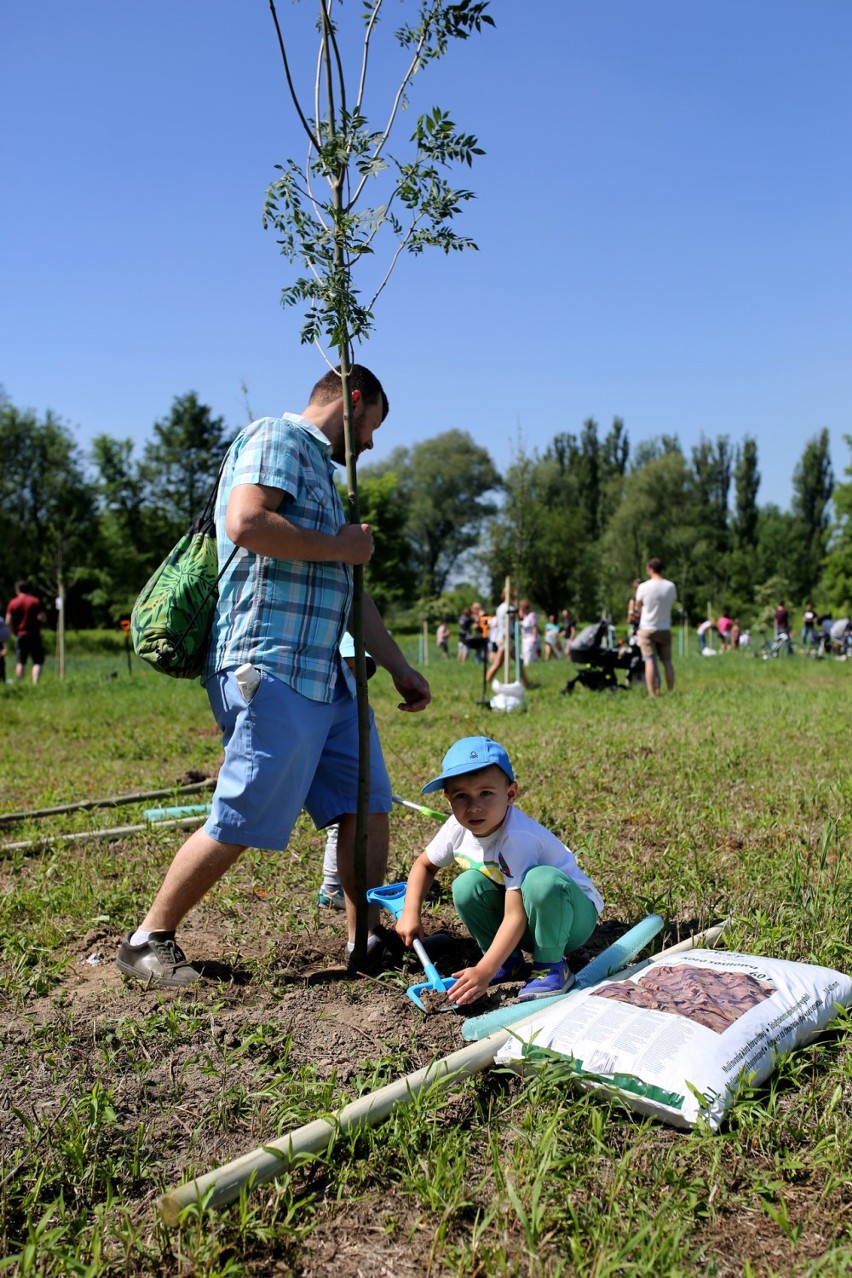 Kolejna edycja Parku Krakowian. W mieście przybyło 500 nowych drzew! 