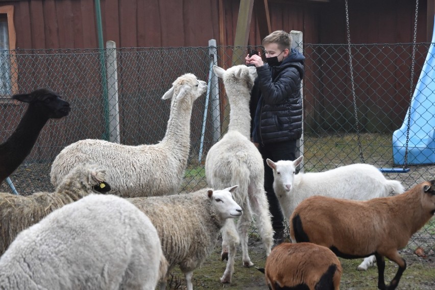 Sątopy. Siedlisko Józefówka otwarta w ferie! Zaprasza także na spacery z lamą oraz alpaką!