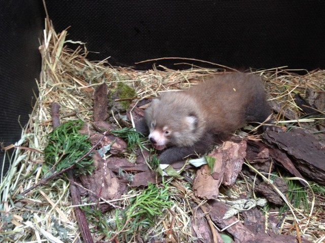 To już trzecie narodziny pandy małej w płockim ZOO!