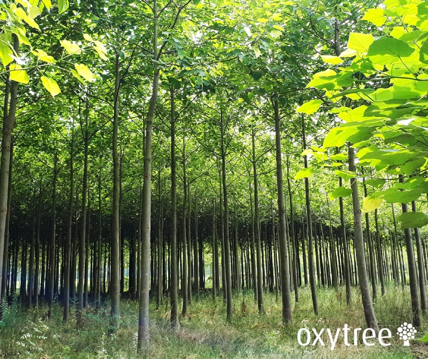 Roczny las drzew tlenowych