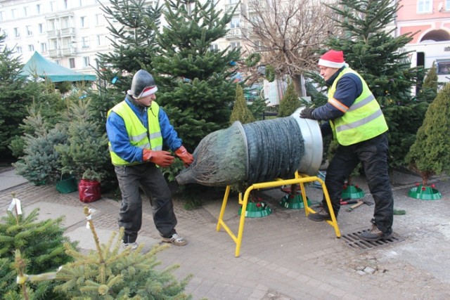 Świąteczną choinkę większość z nas kupi właśnie w ten weekend. ...