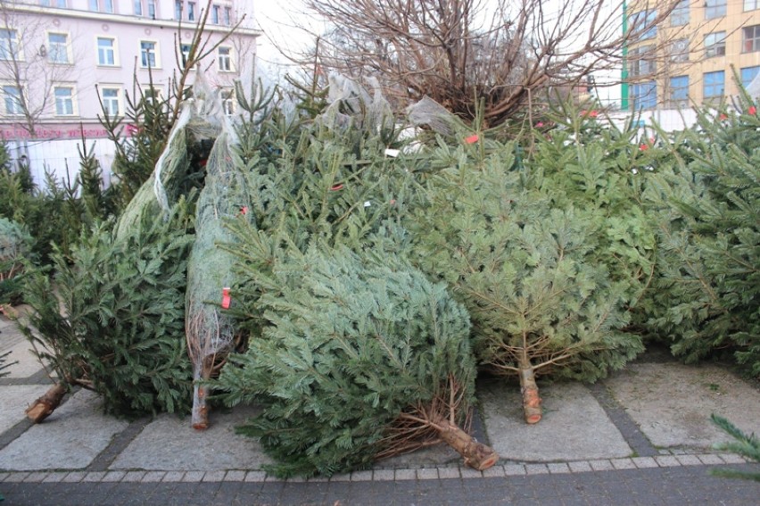 Ceny choinek w Poznaniu bez większych zmian