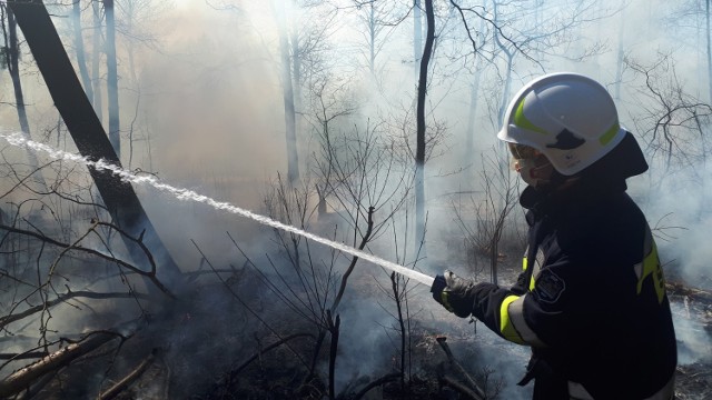 Pożary lasów w powiecie piotrkowskim. Kwiecień 2020