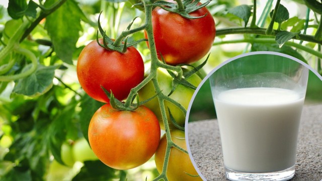 Oprysk z mleka pomoże chronić m.in. pomidory i ogórki przed chorobami. Można go również wykorzystać do zwalczania mszyc.